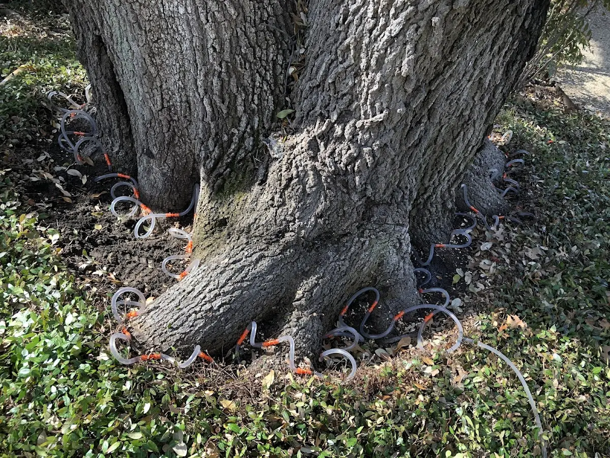 Detailed Tree Cabling and Bracing job site in Milanville