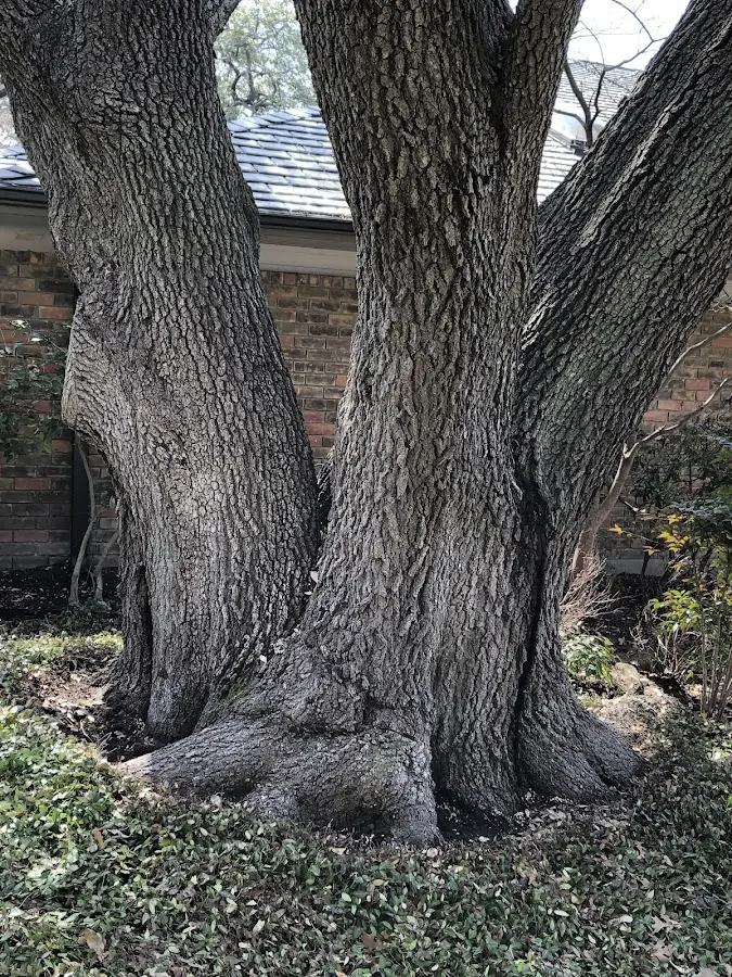 Mature heritage tree close to a Milanville property cared for by certified arborists